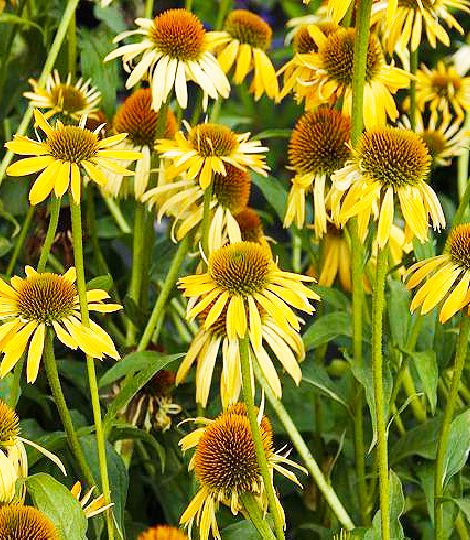 Echinacea 'Harvest Moon'